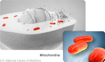 The Neuromuscular Disease Center at Washington University provides an in-depth description of many mitochondrial conditions