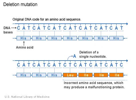In this example, one nucleotide (adenine) is deleted from the DNA code, changing the amino acid