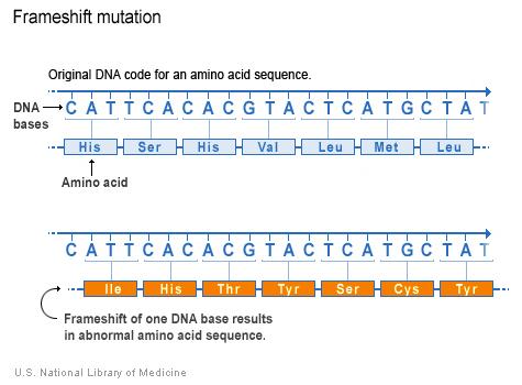 A frameshift mutation changes the amino acid sequence