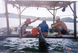 Indo-Pacific Bottlenose dolphin? to train for circus performance Most of them dead.