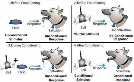 Summary of the Procedure: Reflexes (innate responses) Unconditioned Response