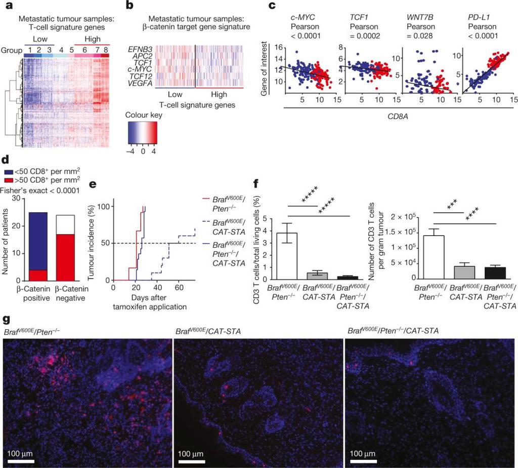 β-catenin signalling prevents anti-tumour immunity Spranger S