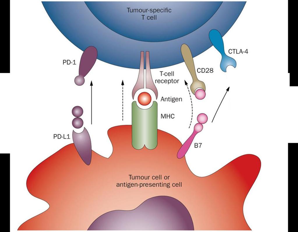 Immunotherapy in TNBC Nivolumab (BMS) Human IgG4 anti-pd-1 antibody Pembrolizumab (Merck) Humanized IgG4 anti- PD-1 antibody MPDL3280