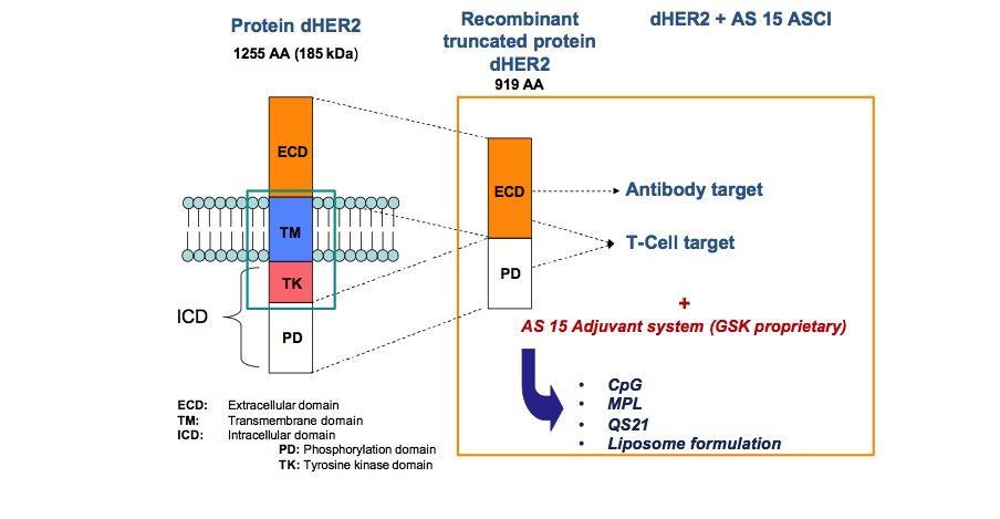 Phase I open-label dose-escalation vaccine trial of dher2 protein with AS15 adjuvant