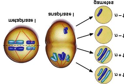 http://www.biology.iupui.