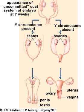 Human Embryo and Sex Organ Development XY Embryo 7 Weeks old