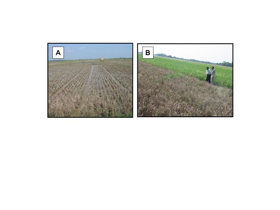 2 Plants at early tillering stages (Figure 2 A) as well as those at mature stages (Figure 2 B) were severely damaged by BPH (hopper-burned). Figure 2.