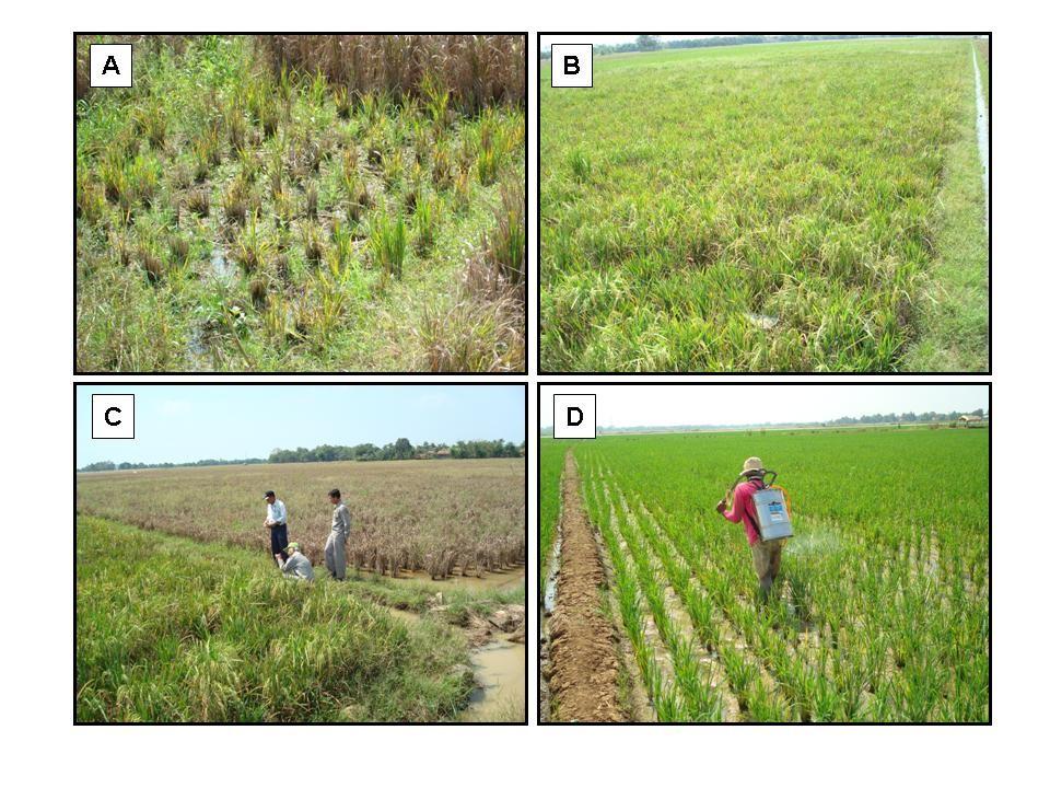 3 Figure 3. (A) and (B) Rice plants infected with RGSV and RRSV transmitted by BPH in farmer s field near ICRR.