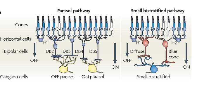 Midget pathway Summary: Parallel pathways through the retina for cone