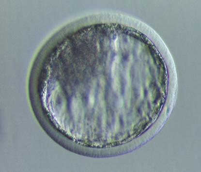 It is possible that a number of embryos still remained in the uterus, thus making necessary the administration of PGF2 to all donors after harvesting in order to avoid any unwanted gestation.