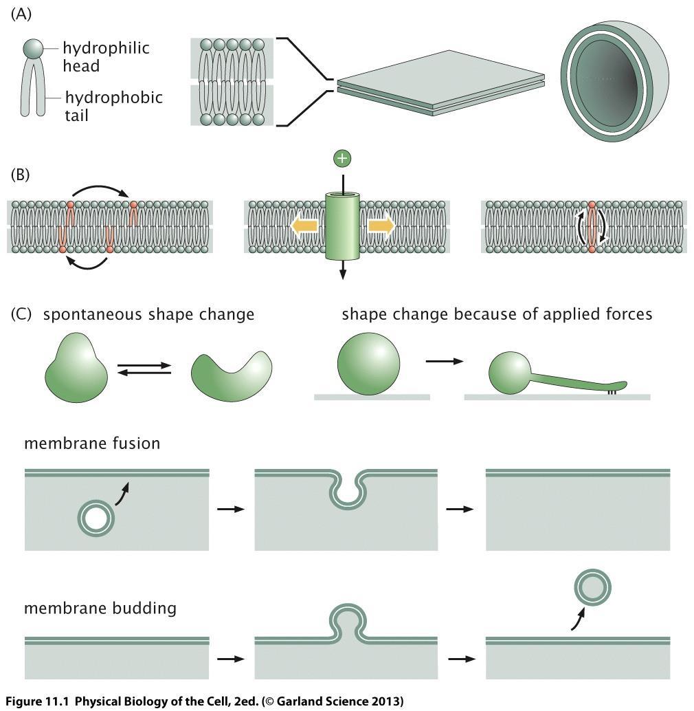 Types of membrane