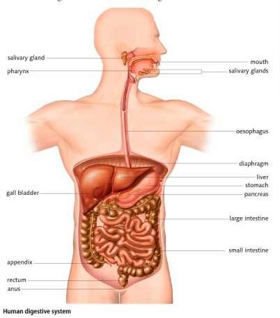 3 5) Sign the parts of the digestive system in a picture and translate them. 6) Name and explain the processes that happen before digestion.