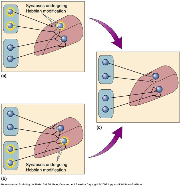Figure 23.18: Plasticity at Hebb synapses. Two target neurons in the LGN have inputs from different eyes. Inputs from the two eyes initially overlap and then segregate under the influence of activity.