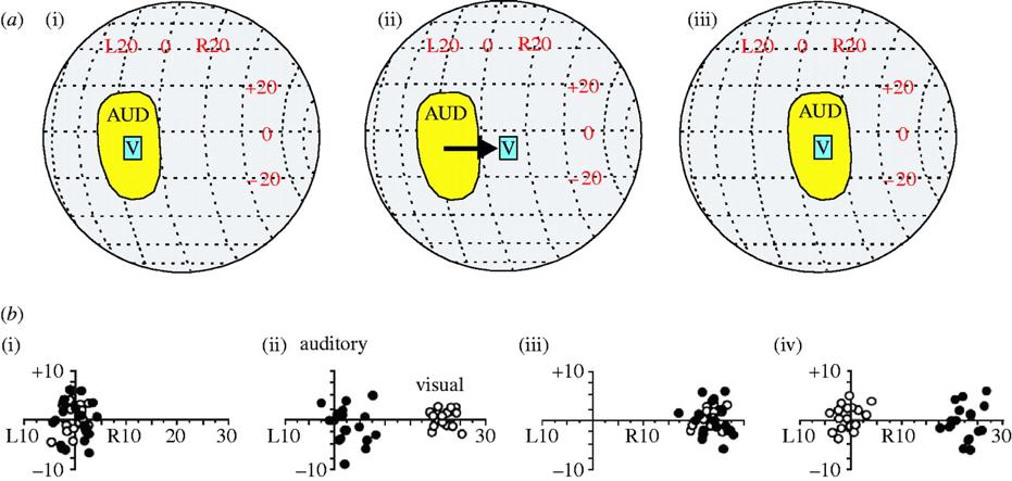 Visual experience shapes the developing auditory localization pathway in the barn owl (Tyto alba). (a) Effects of prism rearing on the auditory spatial receptive fields of neurons in the optic tectum.