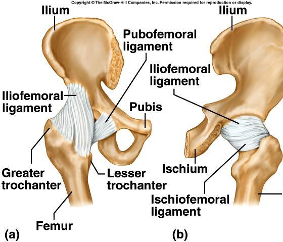 movement than shoulder joint, but very