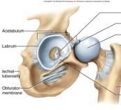 capitis (teres) 33 Hip Joint From: