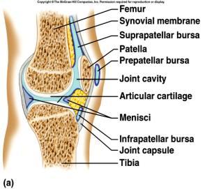 Knee (Tibiofemoral) Joint largest, most complex joint medial and lateral condyles