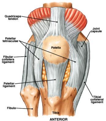 articulates anteriorly with patella (patellofemoral joint) modified hinge joint