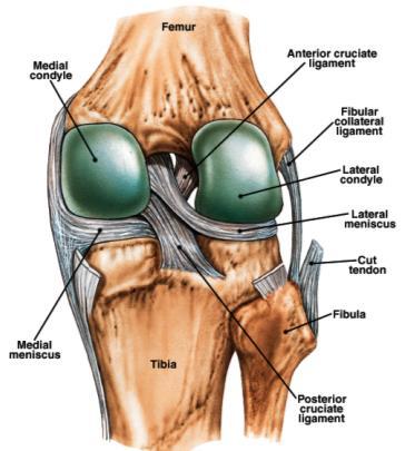menisci (fibrocartilage discs) separate femur and tibia bursae 35 Knee Joint