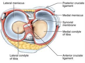 Joint From: Saladin, Anatomy & Physiology, McGraw Hill, 2007 (Meniscus = crescent)
