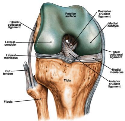 Knee Joint Deep anterior view, flexed Figure from Martini, Anatomy & Physiology, Prentice Hall, 2001 38 Life-Span Changes Joint stiffness is an early sign of aging Regular exercise can prevent