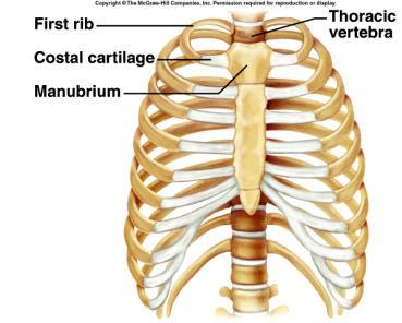 bones epiphyseal plate (temporary) between manubrium and first rib (sternocostal) synarthrotic (no