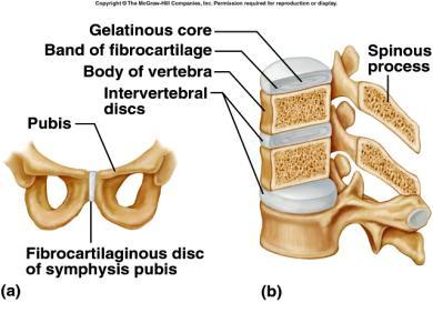 Cartilaginous Joints Symphysis pad of fibrocartilage between bones pubic symphysis (or symphysis