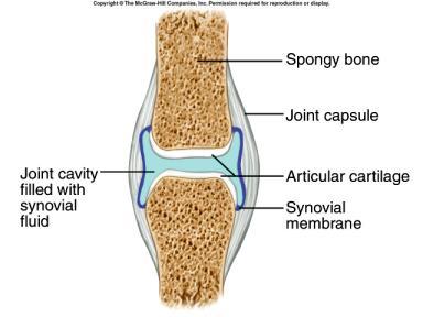 movable) Structural features of diarthrotic joints - joint cavity* - articular cartilage -
