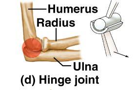 Ball Gliding (Plane) Joint between carpals between tarsals between vertebrae Hinge Joint elbow