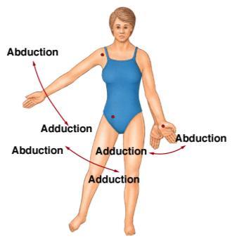 21 Rotation, Pronation/Supination Bone revolves around