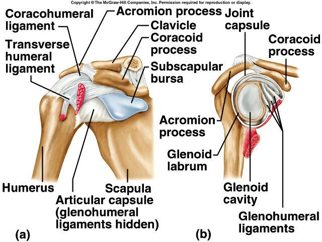 Shoulder Joint 29 Rotor Cuff * Rotator cuff muscles = the SITS