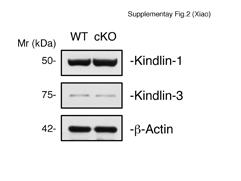 SUPPLEMENTARY INFORMATION Supplementary Figure 1. Generation of a conditional allele of the Kindlin-2 gene.