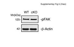 Supplementary Figure 5. Loss of Kindlin-2 does not reduce the level of pfak protein in limbs. Protein extracts were isolated from E13.