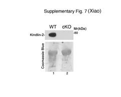 Supplementary Figure 7. Kindlin-2 protein is essentially abolished in primary mesenchymal progenitors from E12.5 Kindlin-2 Prx1 cko limbs.