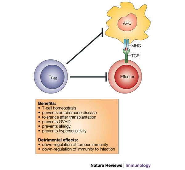 T regs CD4 + CD25 + T cells have been shown to regulate immune responses in vivo.