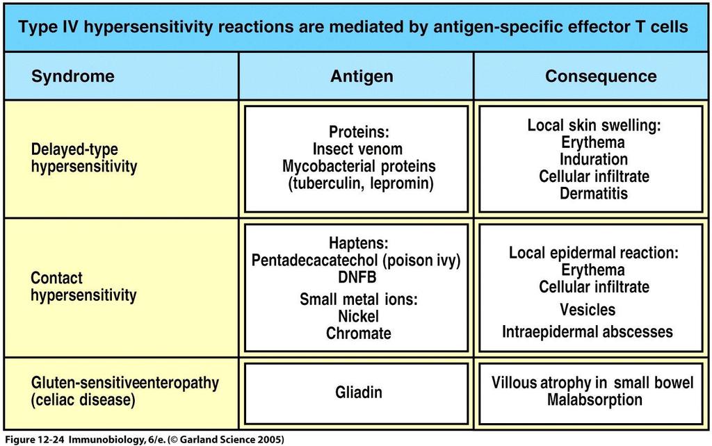 Type IV Hypersensitivity Figure 12-24 Hypersensitivity reactions are mediated by T cells.