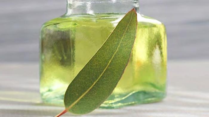 MAIN CHEMICAL COMPONENTS: EUCALYPTOL, ALPHA-TERPINEOL THE EUCALYPTUS PLANT IS AN EVERGREEN TREE THAT CAN GROW UP TO 50