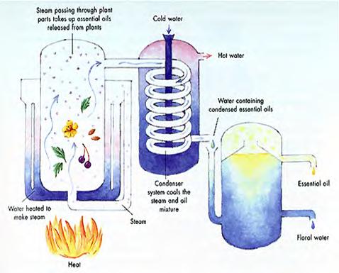 of a two-phase distillation as opposed to a regular one-phase distillation Steam is injected into the dry plant material.
