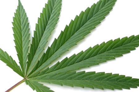 Marijuana Products derived from hemp plant Most abused illicit drug in the U.S.