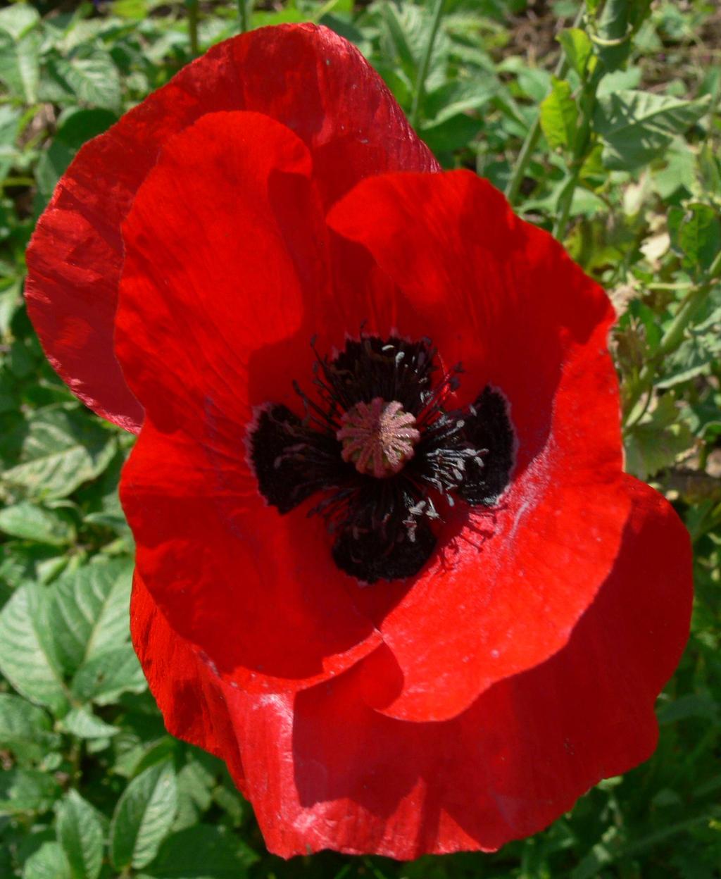 Poppy Plant Opium was known to ancient Greek and Roman physicians as a powerful