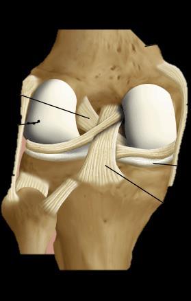 Knee anatomy - ligaments Anterior