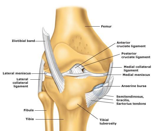 Knee anatomy - tendons Iliotibial band