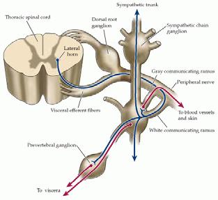 Sympathetic nervous system: Postganglionic fibers Paravertebral (sympathetic chain) Prevertebral Sympathetic ganglia paravertebral preverebral Type C fiber, Long Along spinal nerves or branches of