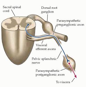 Parasympathetic nervous system: Preganglionic fibers III X VII IX Preganglionic neurons Craniosacral outflow