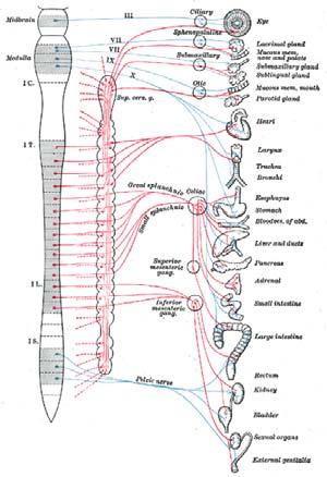 Autonomic nervous system Cranosacral outflow 31/05/49
