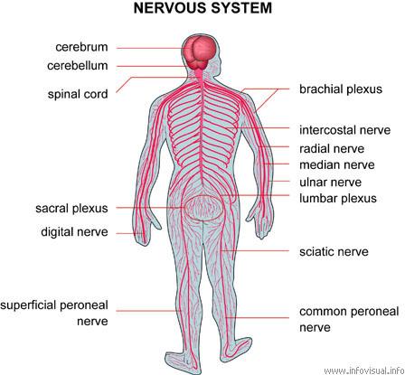Nervous system Central nervous system (CNS) Peripheral nervous system (PNS) 31/05/49 Sompol 2006 3 Peripheral nervous system (PNS) Peripheral nervous system Sensory nerves Motor nerves
