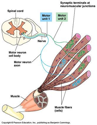 Somatic nervous system Motor nerve to skeletal muscles Motor neurons Anterior horn of