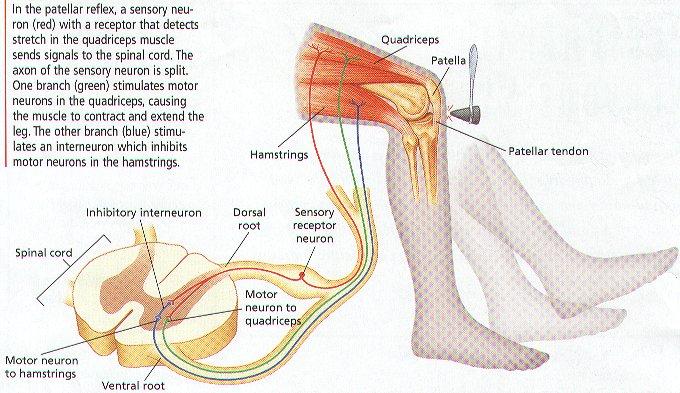 Somatic nervous system: Functions Stimulation of somatic nervous system always causes muscle contraction.