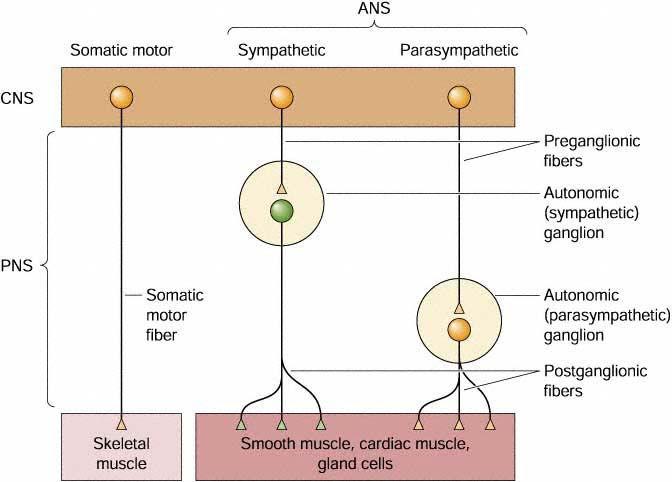 Autonomic nervous system (ANS) Motor nerves to Cardiac muscle Smooth muscle Glands Divisions of Autonomic nervous system Sympathetic nervous system Parasympathetic nervous