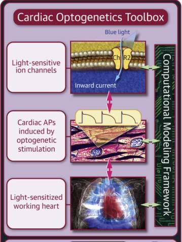 Cardiac Optogenetics